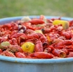 Picture of Crawfish, Shrimp Crab & Boil-16oz