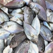 Picture of Butter Star Fish (Ca Chim Nam My) By Pound