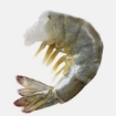 Picture of Headless White Shrimp 13/15, Frozen 4 lbs Pack